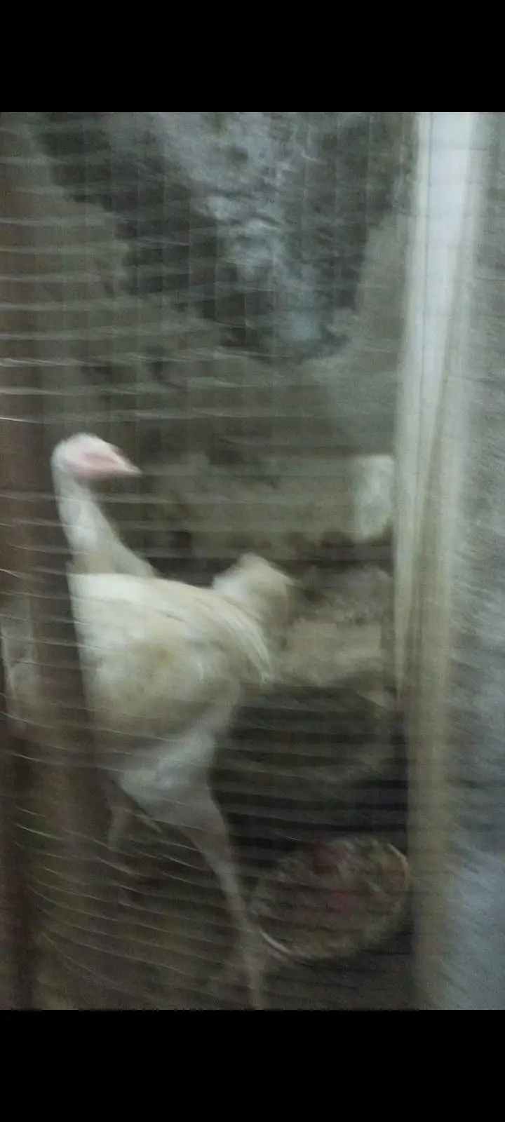 white aseel Hera pair — photo 2