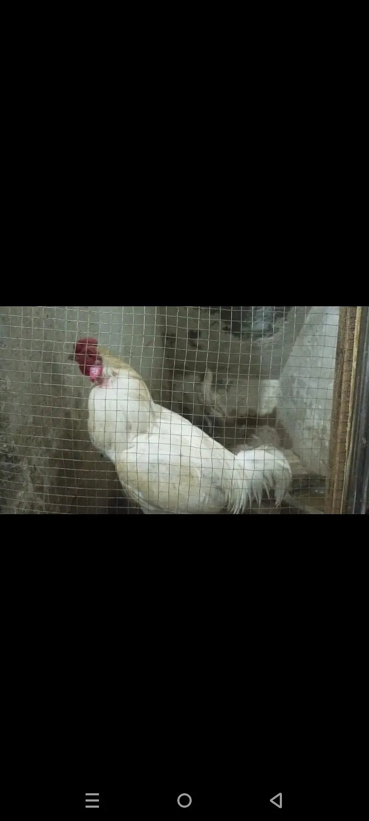 white aseel Hera pair — photo 3