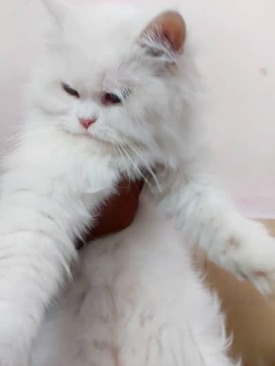 white 6 Month cat– Vaccinated & Playful, Ready for Loving Home