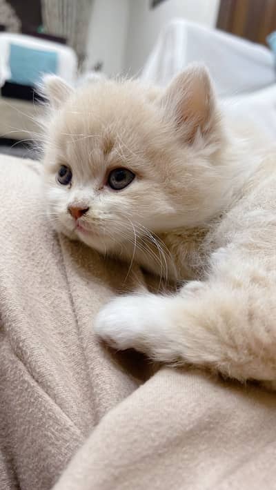 Operated cat, very innocent and loving