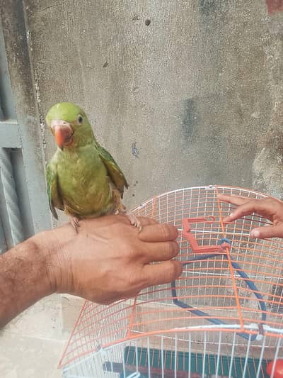 Rose Ringed Parakeet Parrot  For Sale