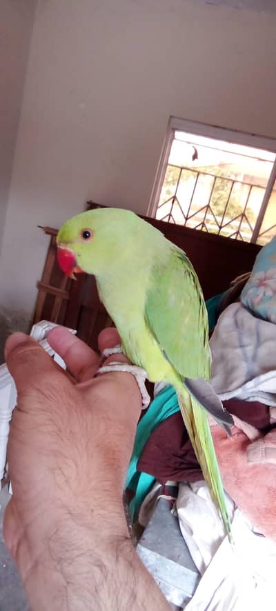 03369510495 Green ringneck parrot handtame