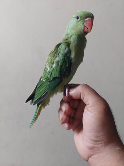 Green ringneck near to self
