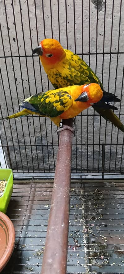sun conure highly red factor pair with DNA card