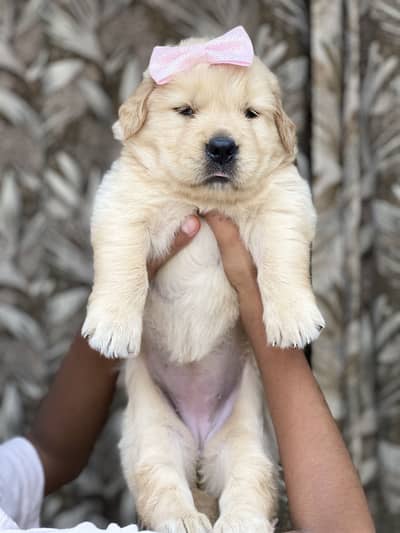 Golden retriever Pkc pedigree puppies