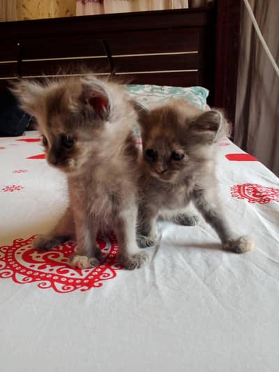 Persian grey color kittens