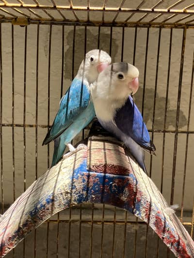 Cute & Healthy Love Bird Pair Looking for New Home