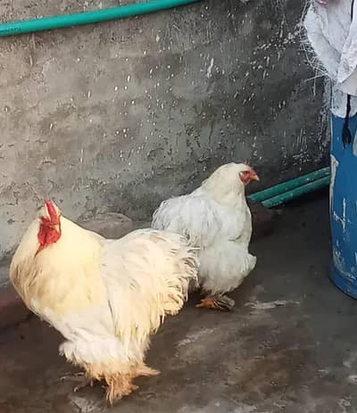 Beautiful white buff Pair For sale