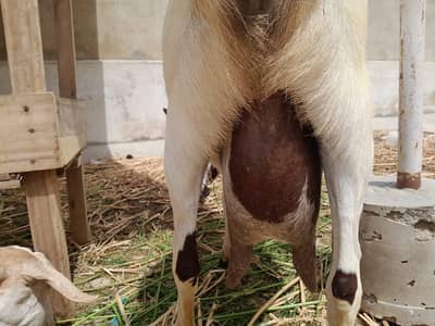 Gabban bakri
