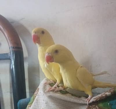 yellow ringneck pair