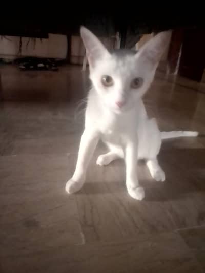 my cat so beautiful plz help my cat plz care my cat