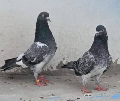 All breeder setup for sale pigeon kabutar