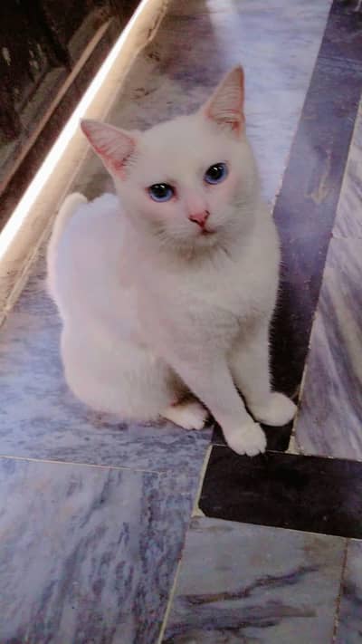 All Cats for sale