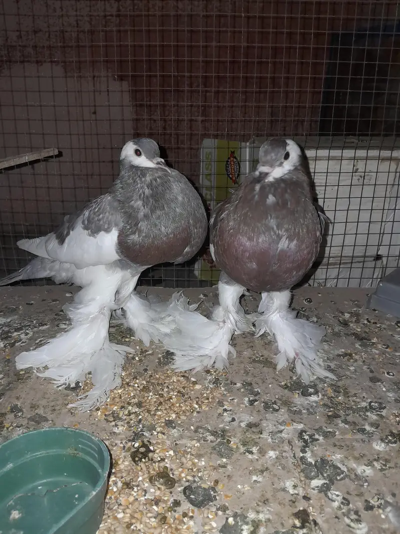 sentinet blue baar bredar pair — photo 5