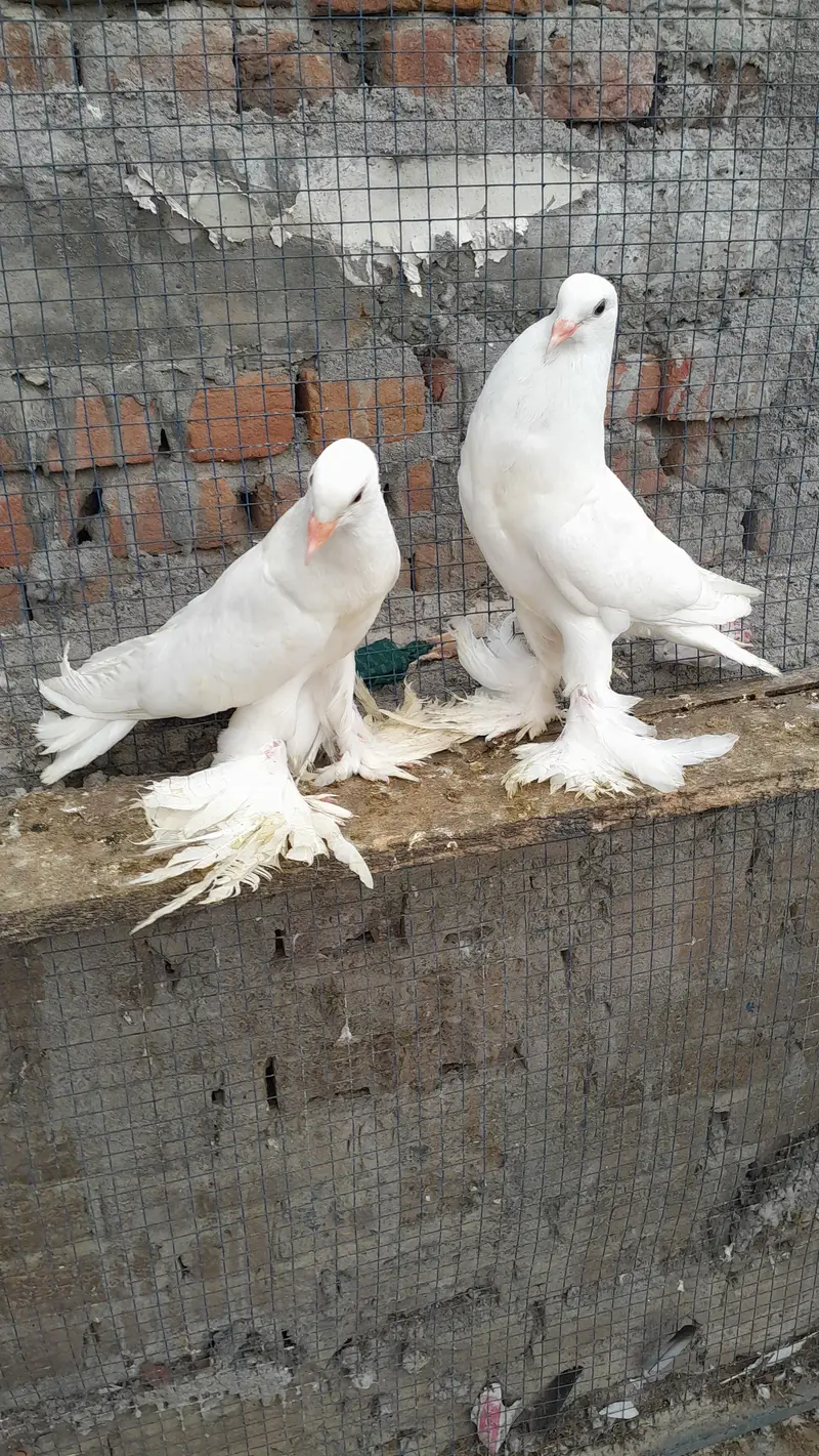 sentinet blue baar bredar pair — photo 6
