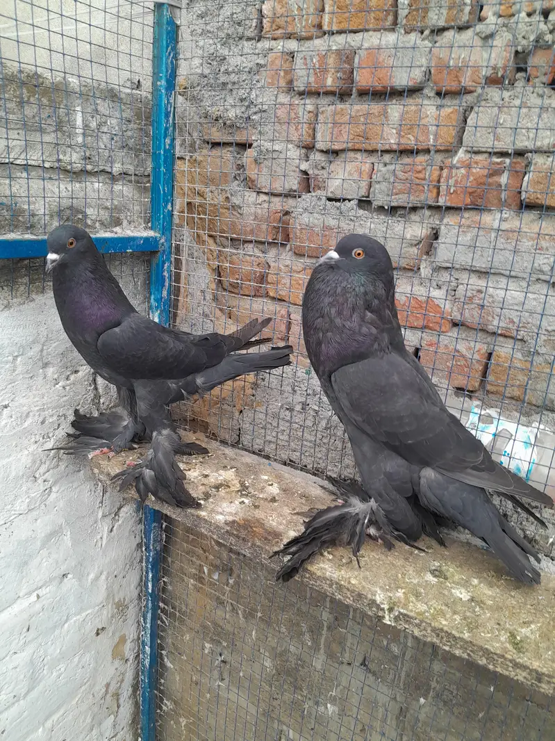 sentinet blue baar bredar pair — photo 8