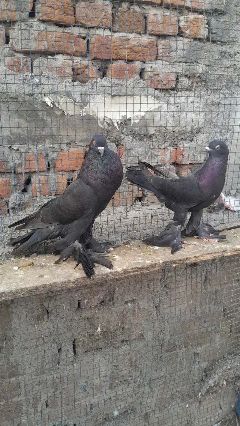 sentinet blue baar bredar pair — photo 9