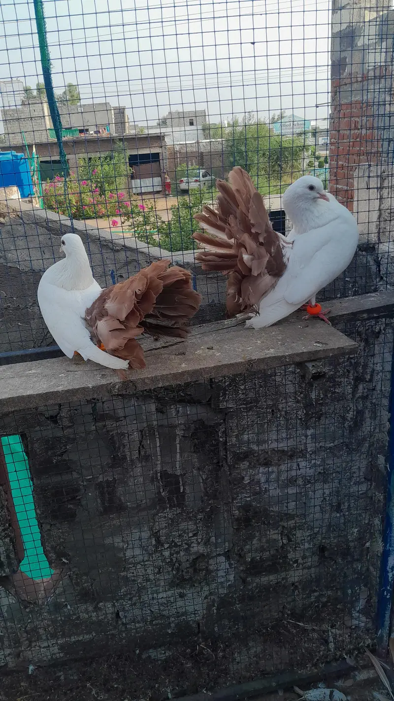 sentinet blue baar bredar pair — photo 10