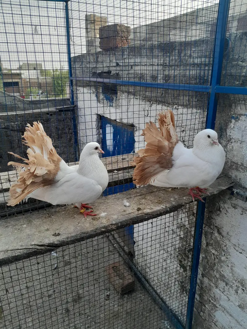 sentinet blue baar bredar pair — photo 11