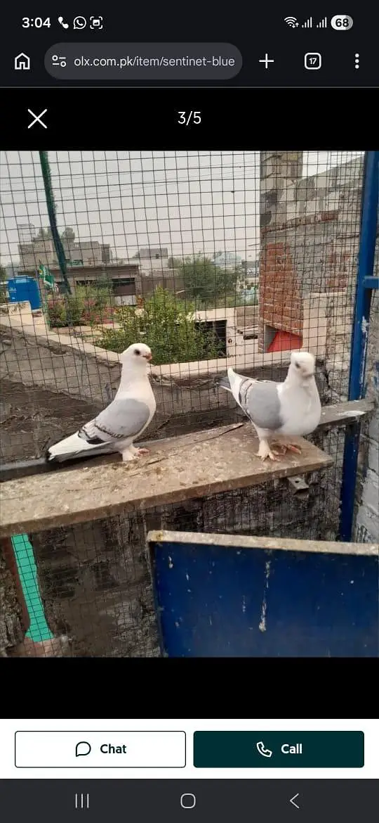 sentinet blue baar bredar pair — photo 12