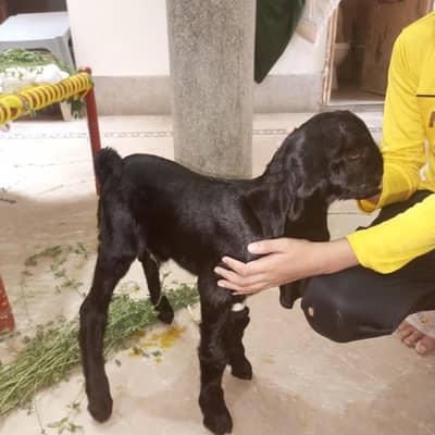bakra | beetal |  Amritsari Beetal  | male kid | goat for sale