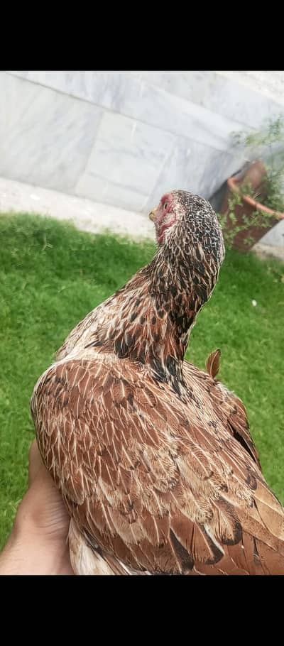 aseel Madi with chicks breed ka lia best ha