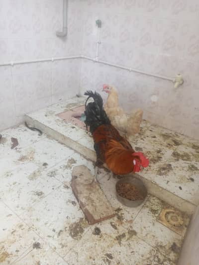 aseel murgh nd murgh urgent sale