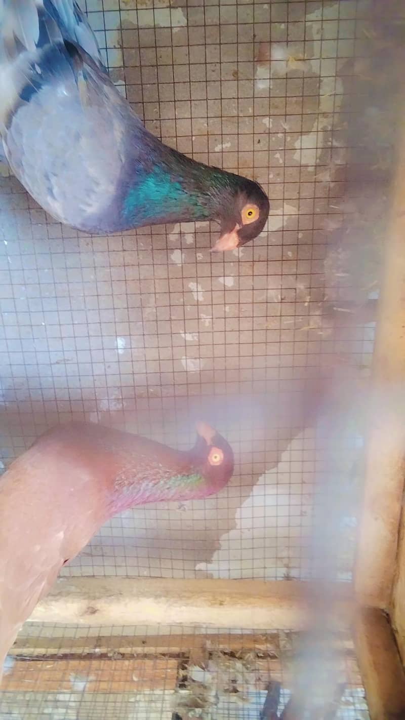 Different Breader Piars Different price 3