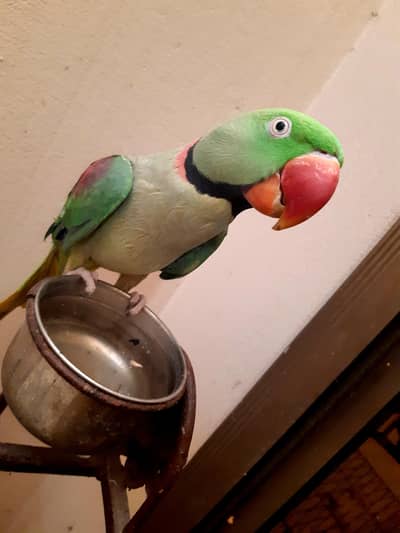 Raw Parrot - Hand Trained