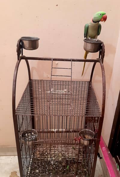 Birds Cage Available