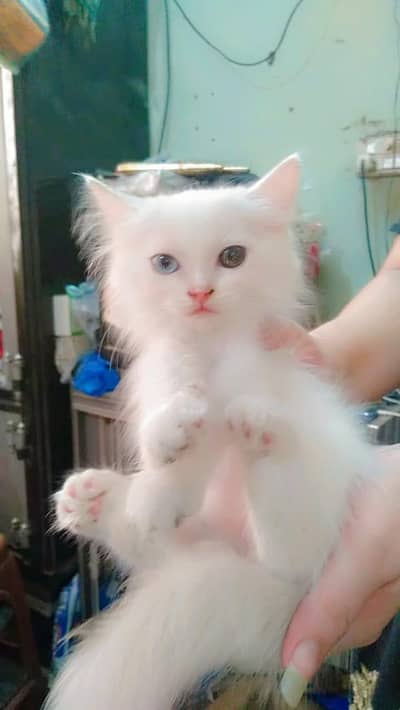 male cat