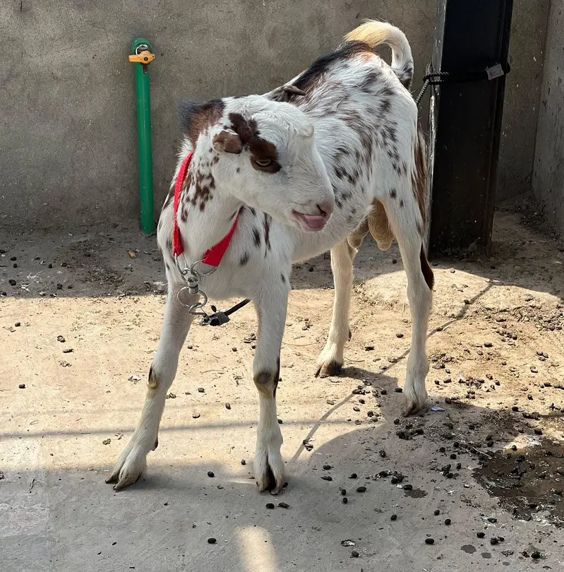 Tedy Male kid for sale Breeder or Qurbani 2027 — photo 2