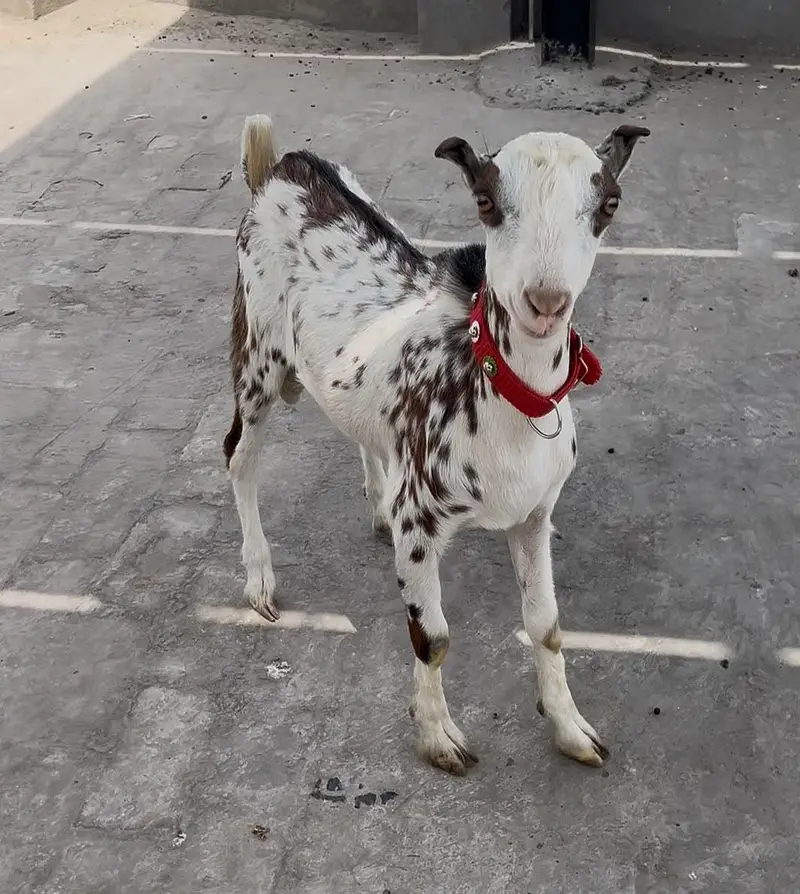 Tedy Male kid for sale Breeder or Qurbani 2027 — photo 3