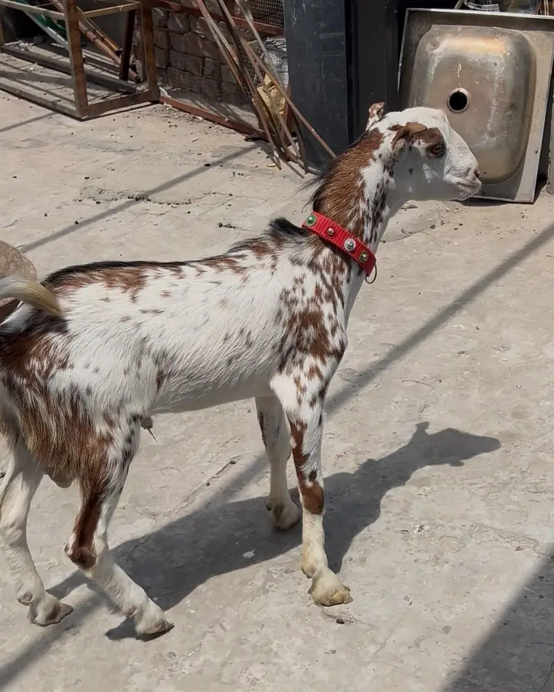 Tedy Male kid for sale Breeder or Qurbani 2027 — photo 4