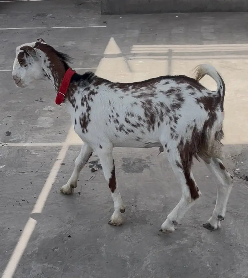 Tedy Male kid for sale Breeder or Qurbani 2027 — photo 5
