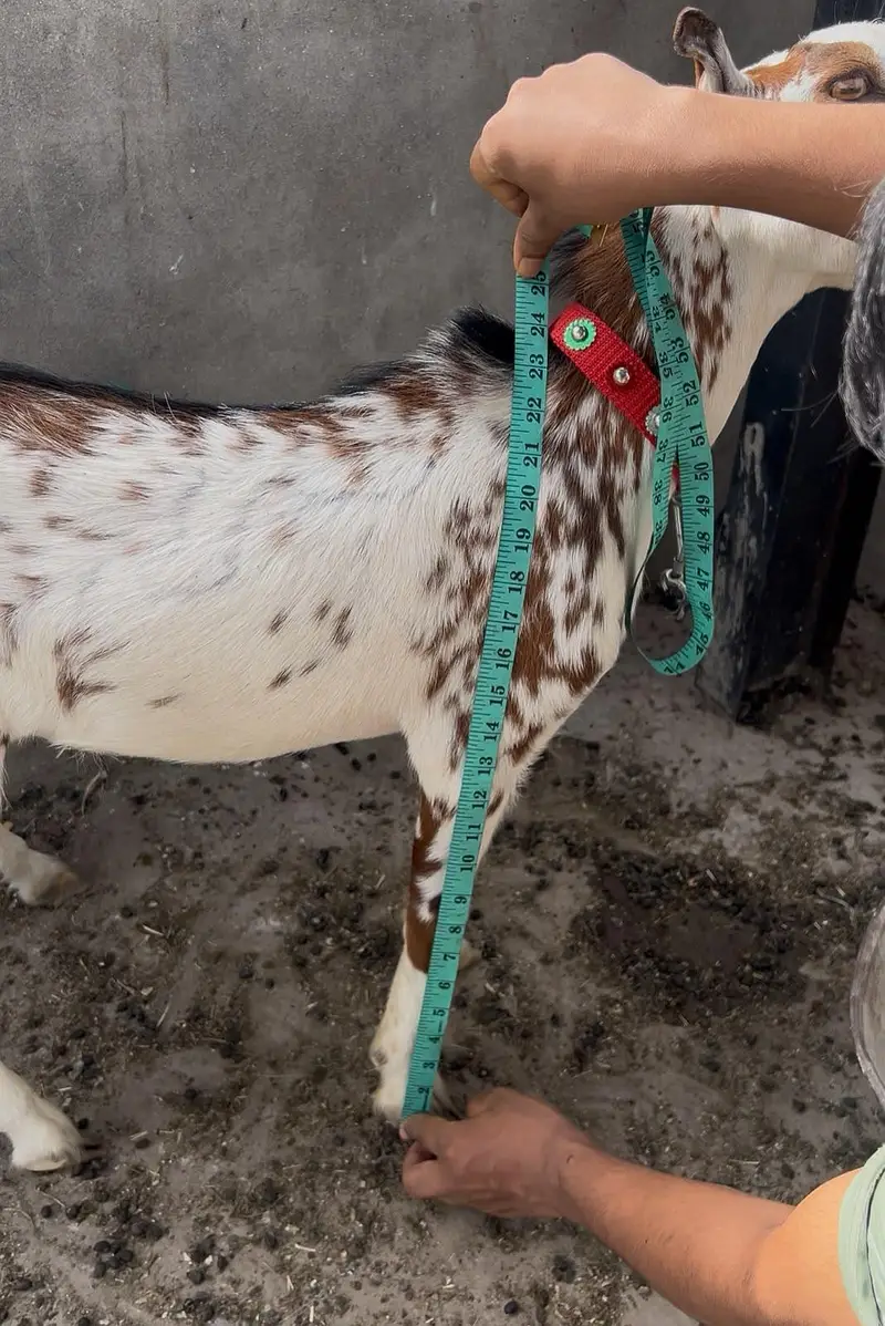 Tedy Male kid for sale Breeder or Qurbani 2027 — photo 6