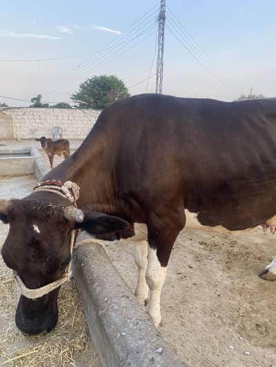 Fresian cross milking cow