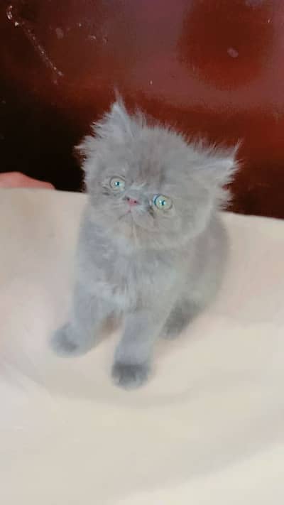 Imported Persian Kittens Peke/Extreme Punch