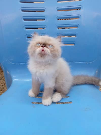 Imported Persian Kittens Peke/Extreme Punch
