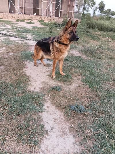 German breader female