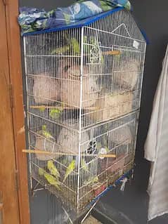 Selling my lovely Budgies with cage