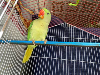 raw parrot with cage