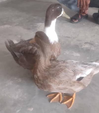 FOR SALE beautiful ducks