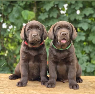 Labrador Chocolate Pure Breed