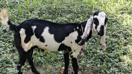 Desi bakra for sale healthy active