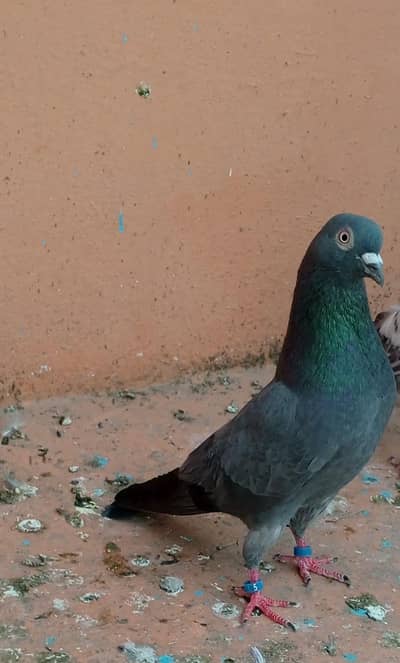 pigeon Nella male