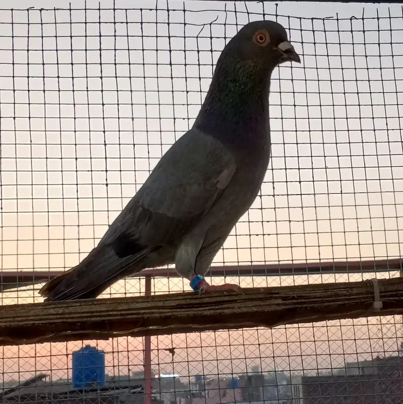 pigeon Nella male — photo 2