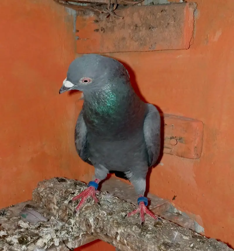 pigeon Nella male — photo 3