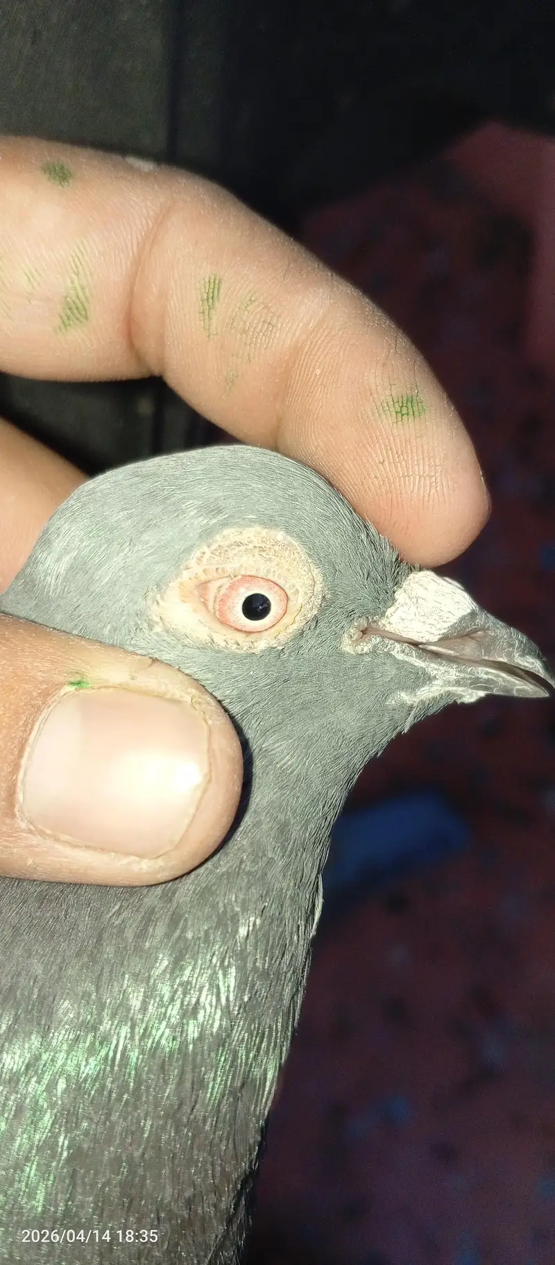 pigeon Nella male — photo 4