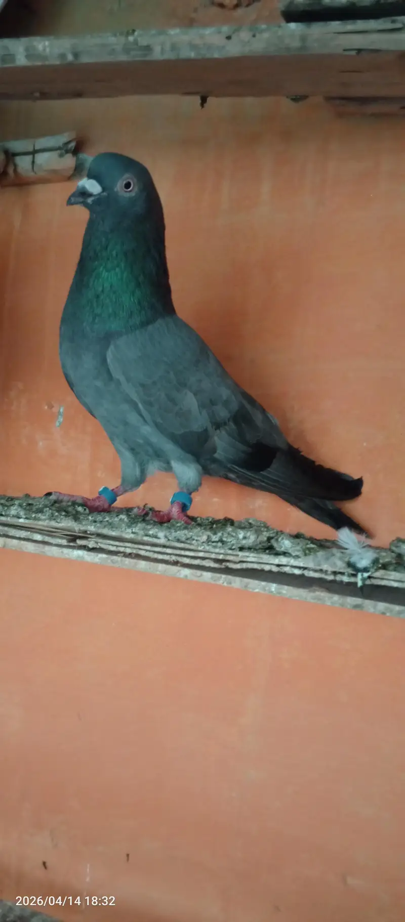 pigeon Nella male — photo 6